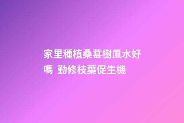 家里種植桑葚樹風水好嗎  勤修枝葉促生機